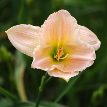 Hemerocallis Ava Michelle - Daylily