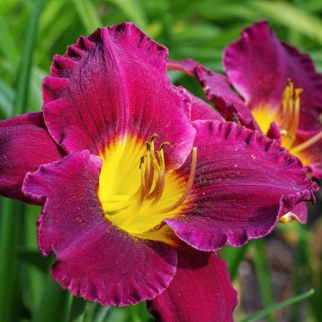 Hemerocallis Bela Lugosi - Daylily