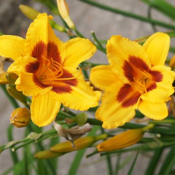 Hemerocallis Black Eyed Susan - Daylily