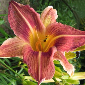 Hemerocallis Bold Ruler - Daylily
