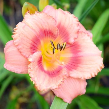 Hemerocallis Broadway Dreamer - Daylily