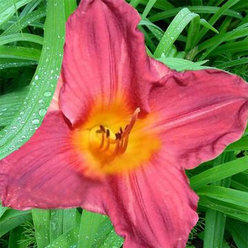 Hemerocallis Carnival Flair - Daylily