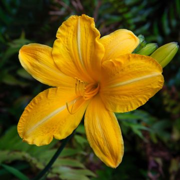 Hémérocalle Cartwheels - Hemerocallis Cartwheels