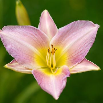 Hemerocallis Catherine Woodbury - Daylily