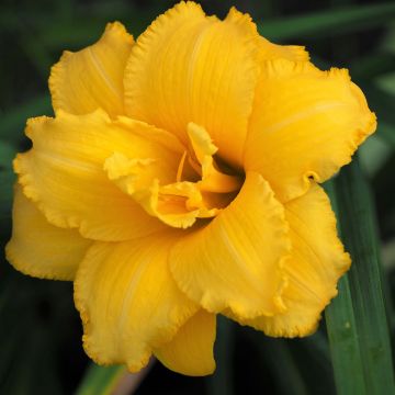 Hemerocallis Condilla - Daylily