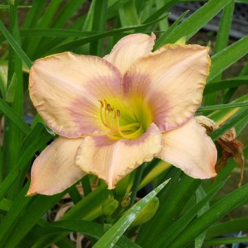 Hemerocallis Elegantissima - Daylily