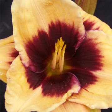 Hemerocallis Eye of Newt - Daylily