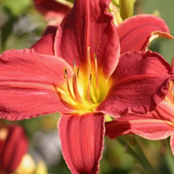 Hemerocallis Fabulous Favourite - Daylily