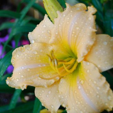 Hemerocallis Femme Osage - Daylily