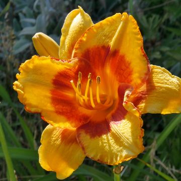 Hemerocallis Fooled Me - Daylily