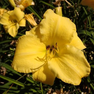 Hemerocallis Frozen Jade - Daylily
