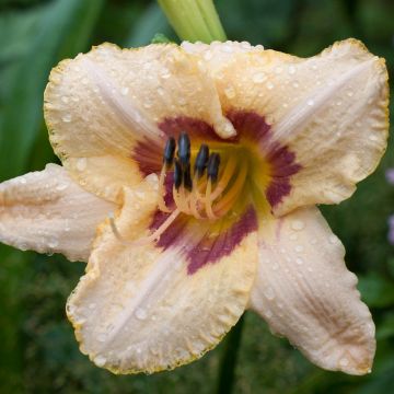 Hemerocallis Gay Cravat - Daylily