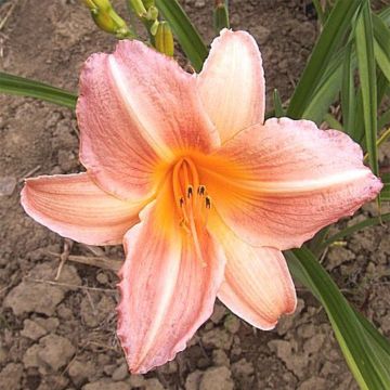 Hemerocallis Insenescence - Daylily