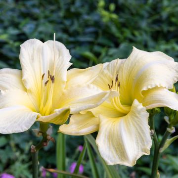 Hemerocallis Iron Gate Glacier - Daylily