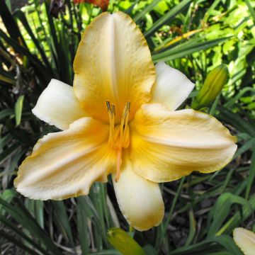 Hemerocallis Ivory Marble - Daylily