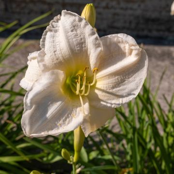 Hemerocallis Joan Senior - Daylily