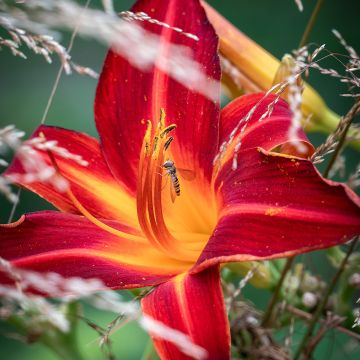 Hemerocallis Jolly Hearts - Daylily