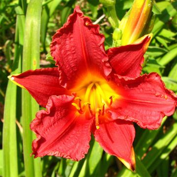 Hemerocallis Little Business - Daylily