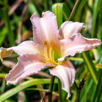 Hemerocallis Luxury Lace - Daylily