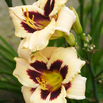 Hemerocallis Moonlight Masquerade - Daylily