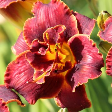 Hemerocallis Night Embers - Daylily