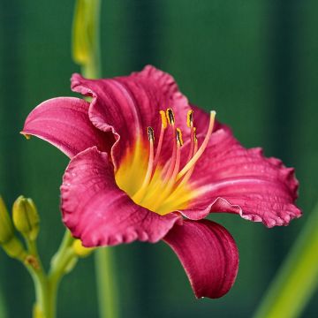 Hemerocallis Pardon Me - Daylily