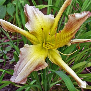 Hemerocallis Prague Spring - Daylily