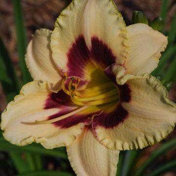 Hemerocallis Rapsberry Candy - Daylily