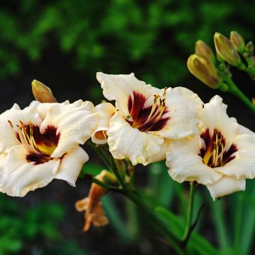 Hemerocallis Snowy Eyes - Daylily