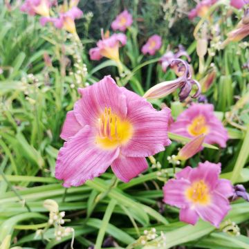 Hemerocallis Speak to Me - Daylily