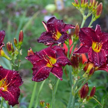 Hemerocallis Strutters Ball - Daylily