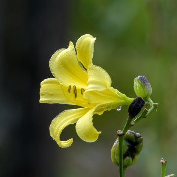 Hemerocallis citrina - Daylily