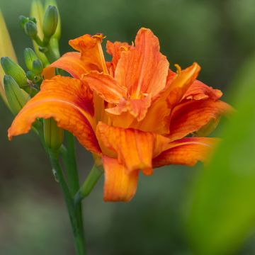 Hemerocallis fulva Flore Pleno - Daylily