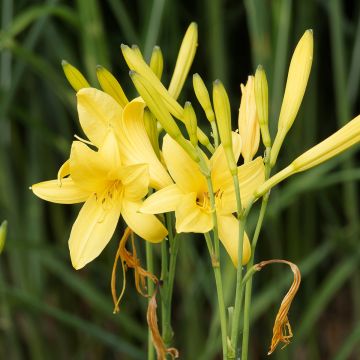 Hemerocallis lilioasphodelus - Daylily