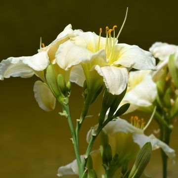 Hemerocallis Gentle Shepherd - Daylily