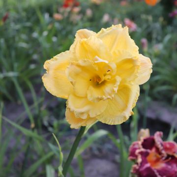 Hemerocallis Patricia Jojo - Daylily