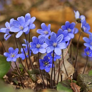 Hepatica Nobilis, Anémone Hépatique