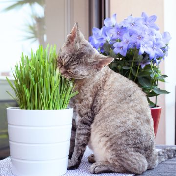 Herbe-à-chat - Mélange de graminés