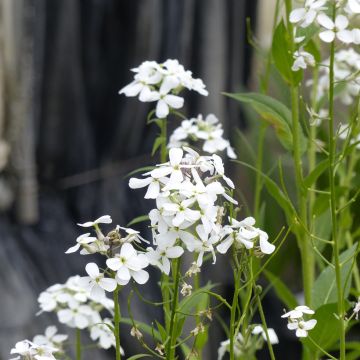 Hesperis matronalis Alba - Dame's Violet seeds