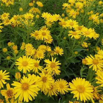 Heterotheca villosa Golden Sunshine - Hairy goldenaster