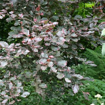 Hêtre pourpre panaché - Fagus sylvatica Purpurea Tricolor