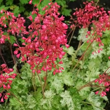 Heuchera sanguinea Coral Cloud
