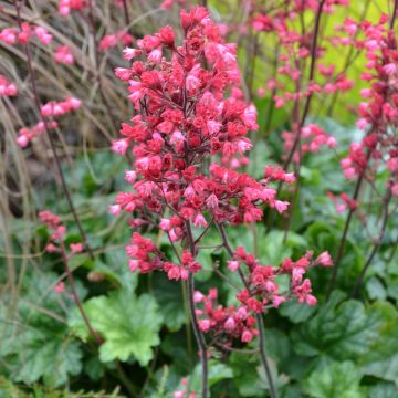 Heuchera Flower Power