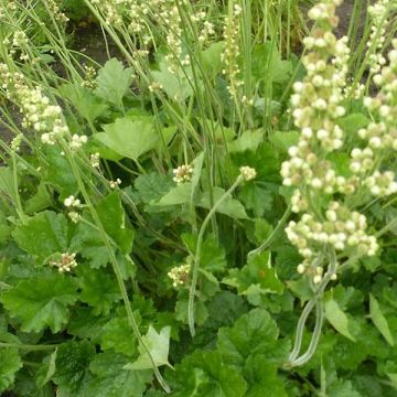 Heuchera cylindrica Green Ivory