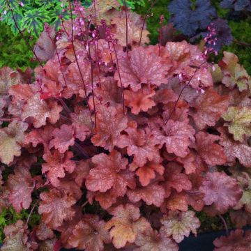 Heuchera Indian Summer Cranberry