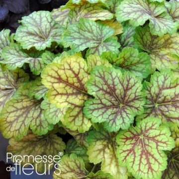 Heuchera Van Gogh