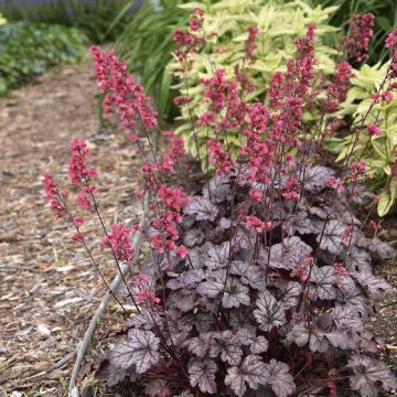 Heuchera Timeless Treasure