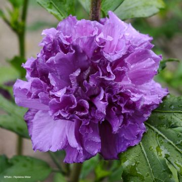 Hibiscus syriacus French Cabaret Purple - Rose of Sharon