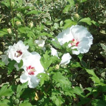 Hibiscus syriacus SupHeart - Rose of Sharon