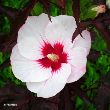 Hibiscus moscheutos Jolly Heart - Swamp Rose Mallow
